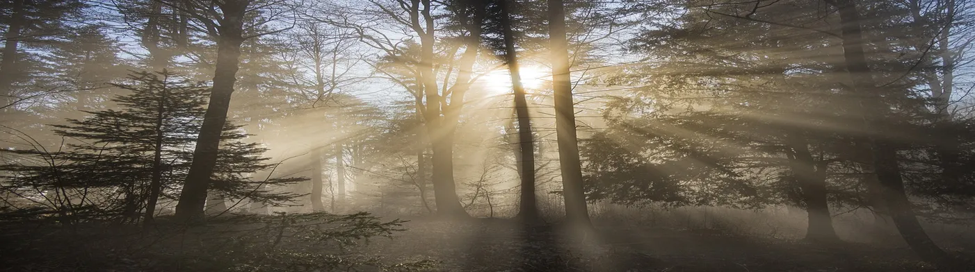 법무법인 서앤율