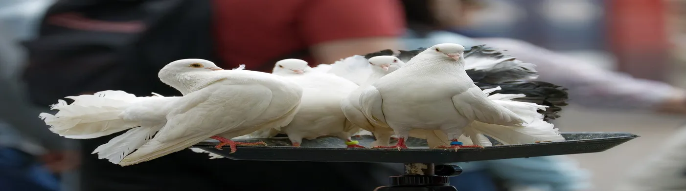법무법인 서앤율